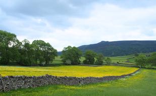 green fragrant grass in the field