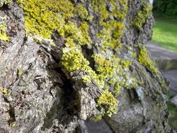 Moss Yellow