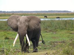 Amboseli National Park elephant