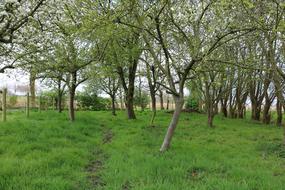 Orchard Apple Tree Pear