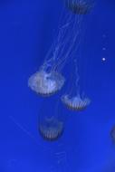 Pairi Daiza Jellyfish Marine