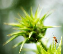 Insect Grillo and green flower
