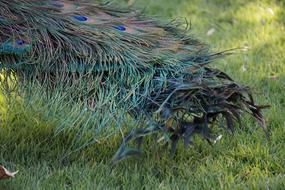 beautiful peacock tail on a green lawn background