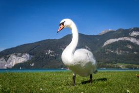 white swan walks on the shore of a mountain lake