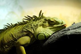 exotic green lizard sleeps