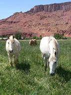 Horses Grazing in countryside at red rock formation, usa, Colorado