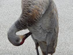 sand hill crane cleans feathers