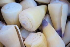 Shell Ocean Sea