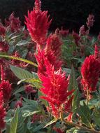 beautiful red flowers in the garden