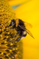 goodly Sunflower Hummel