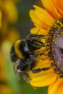 fabulous Sunflower Hummel