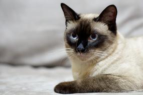 Siamese Cat looking straight