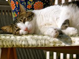 Cat Relaxing Indoors