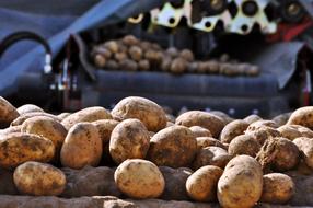 Potatoes Sorting Washing