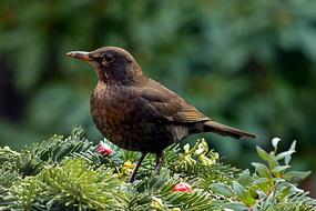 Bird Throttle Turdus