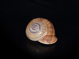 Snail Shell Spiral
