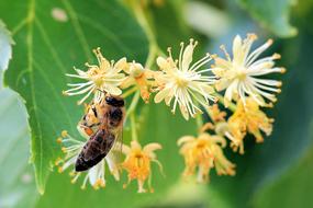 bee on a flowering vegetable