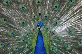 Peacock Blue Beat Rad