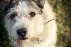 portrait of goodly Dog Eyes Canine