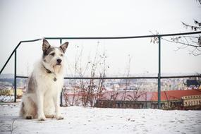 fabulous Dog at Winter Cold