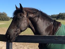 Horse Ears and Eyes