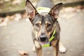 impressively beautiful Dog Park Canine