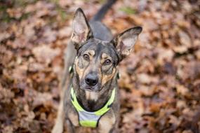 Dog Canine dry grass