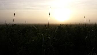 Autumn Season Frost