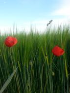 Field Flowers