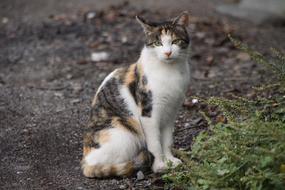 spotted cat is sitting on a dirt road