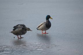 Ducks Mallards Anas Platyrhynchos