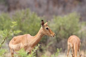 South Africa Pilanesberg National