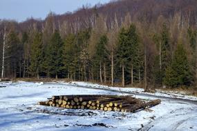 Wood Felling Of The Forest