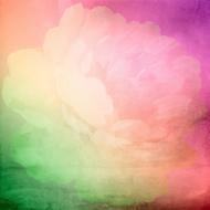 fluffy flower, colorful background