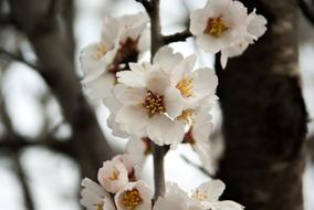 white flowers on tree branches