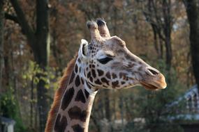 Giraffe Animals