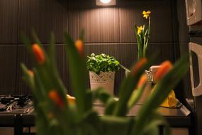 tulips bouquet in comfortable room