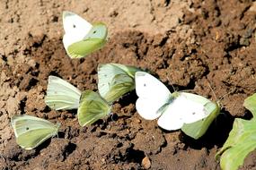 Butterflies and Cabbage