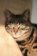 face of tabby Cat relaxing on sofa