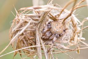 Spider In The Nest Nature Macro