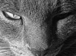 goodly Cat grey face