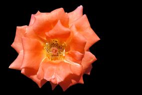 large orange flower bud