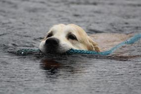 Golden Retriever Swimming