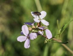 Cakile Maritima Wildflower