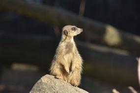 Meerkat Nature Mammal