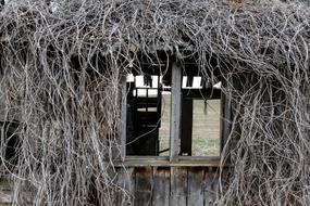shabby house with dead vines