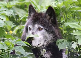 head of grey furry dog at greenery