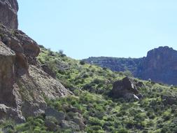 Arizona Cactus