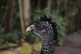 Tuberkelhokko Bird