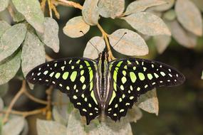 Butterfly Lepidoptera Insect on a branch close-up